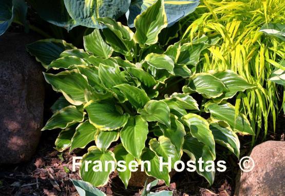 Hosta Sugar and Spice